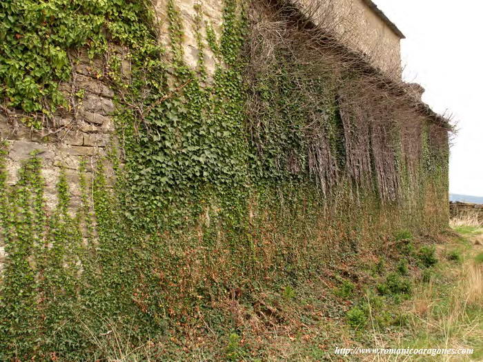 MURO NORTE OCULTO POR LA HIEDRA